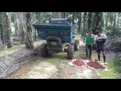 TRATTORE DELL'OLIO DI PALMA WEA08