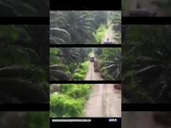 TRATTORE DELL'OLIO DI PALMA WEA18