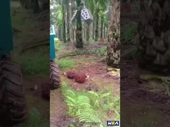 Trattore Mini Farm Tractor With Grapple dell'olio di palma di 22HP Indonesia